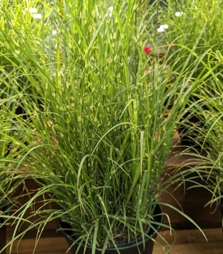 Miscanthus sinensis - High Frequency from Prides Corner Farms