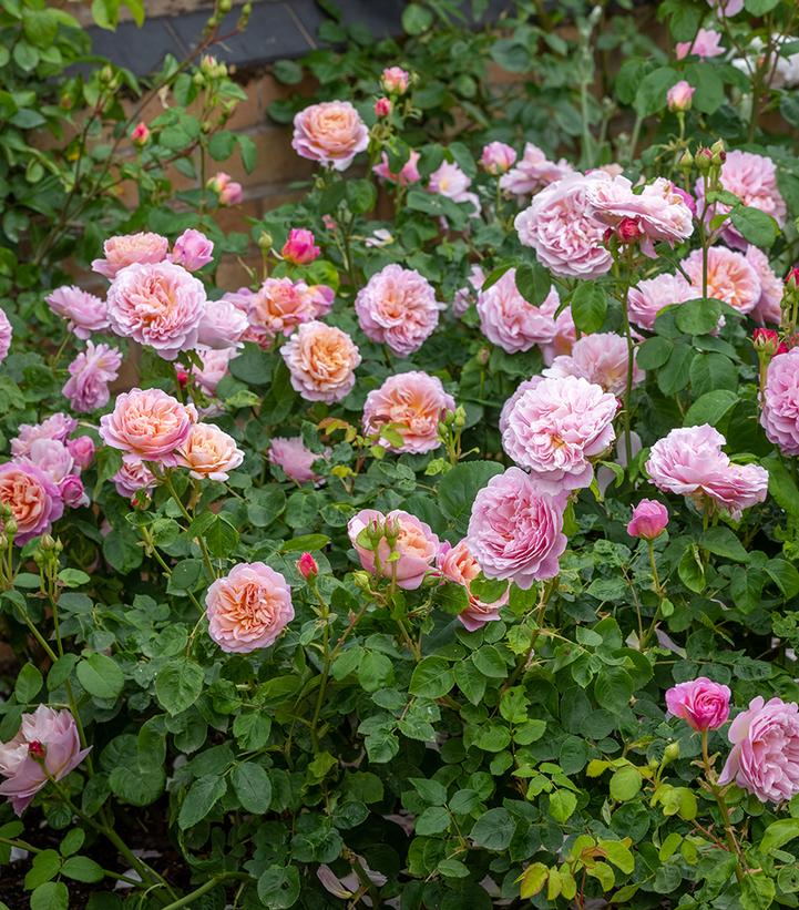 Image Credit: David Austin Roses