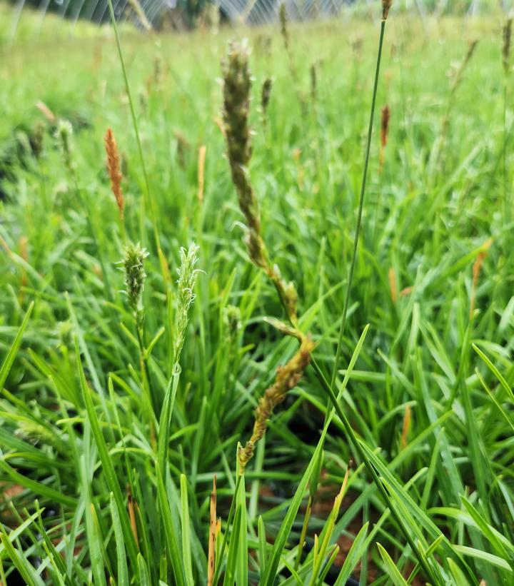 Sesleria ''Greenlee Hybrid'' - Greenlee's Hybrid Moor Grass from Prides Corner Farms