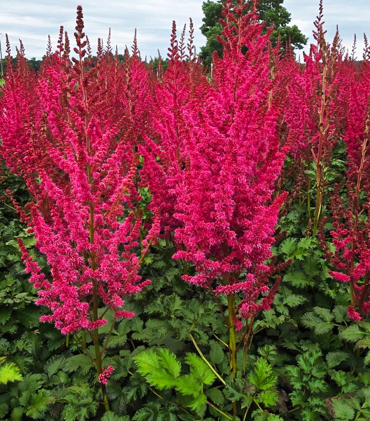 Image Credit: Prides Corner Farms