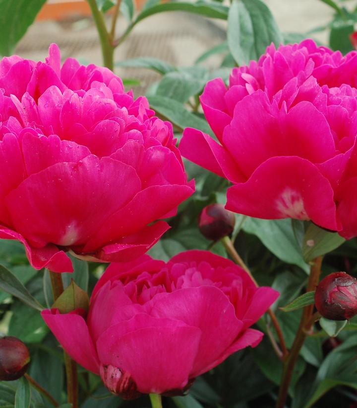 Paeonia lactiflora 'Kansas' Kansas Peony from Dietrich Gardens