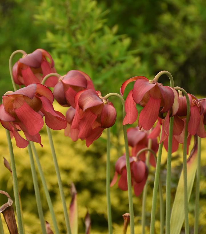 Image credit: Walters Gardens