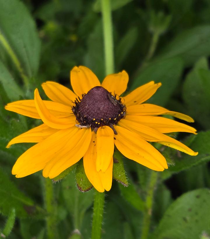 Image Credit: Prides Corner Farms
