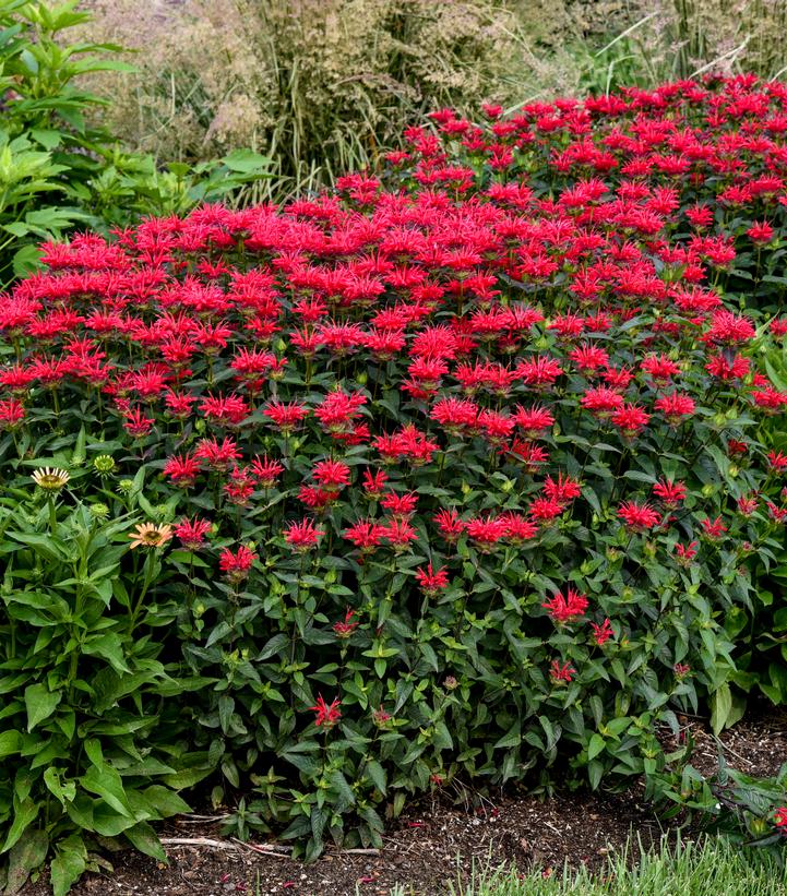 Image Credit: Walters Gardens