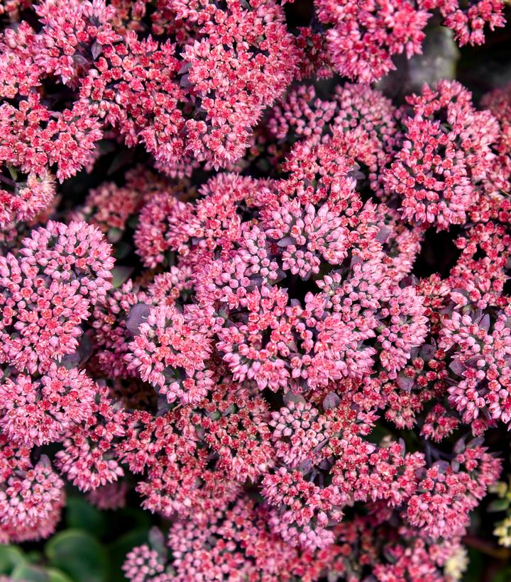 Image Credit: Walters Gardens