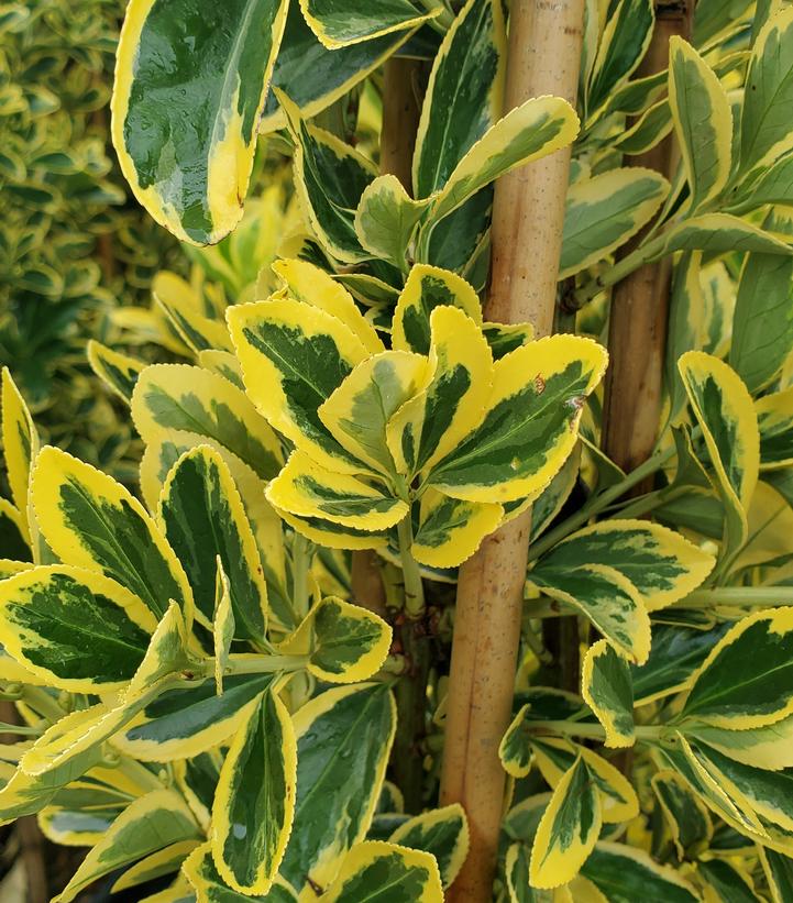 Euonymus japonicus ''Chollipo'' Variegated Japanese Euonymus from ...