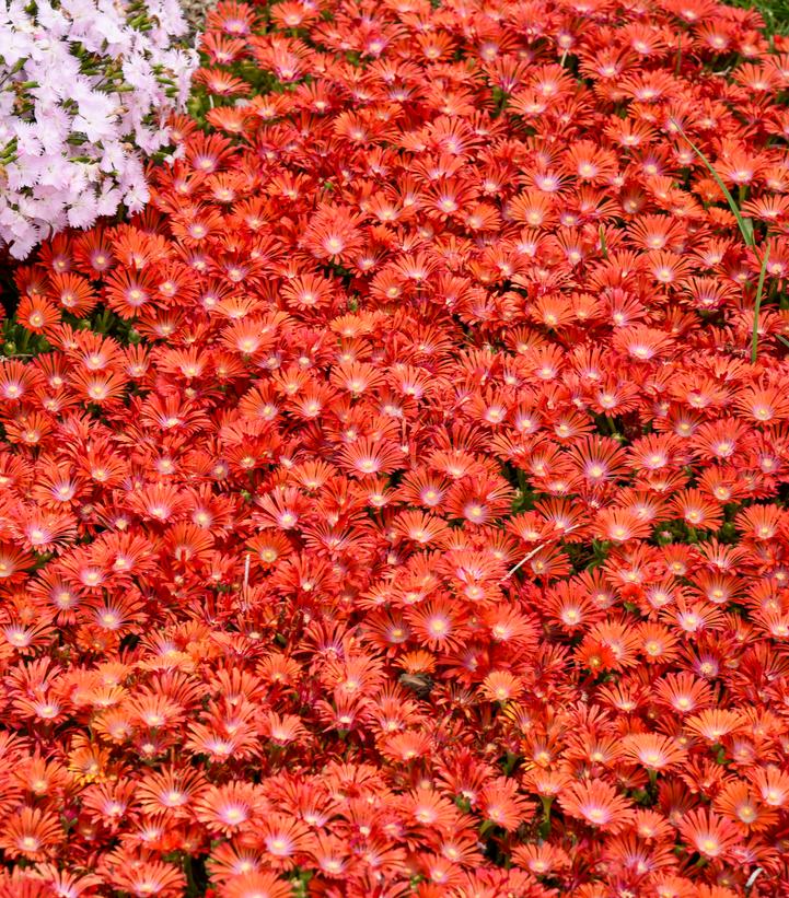 Image Credit: Walters Gardens
