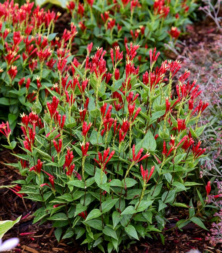 Image credit - Walters Gardens