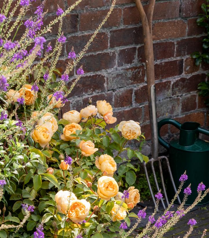 Image Credit: David Austin Roses