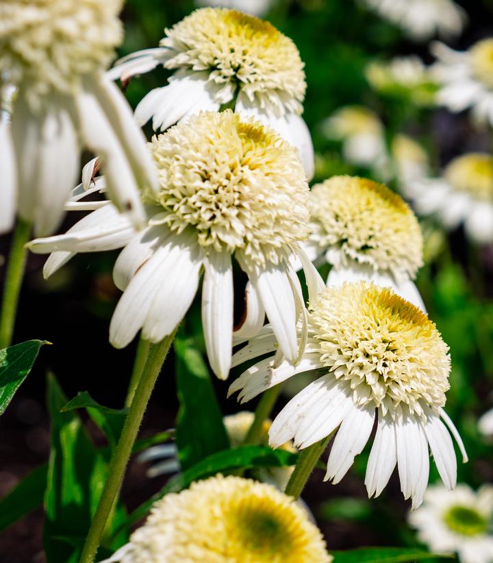 Image Credit: Bloomin' Easy