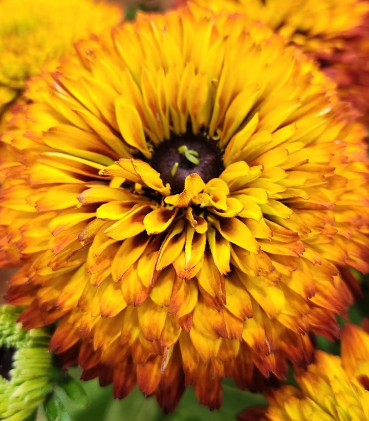 Image credit: Prides Corner Farms