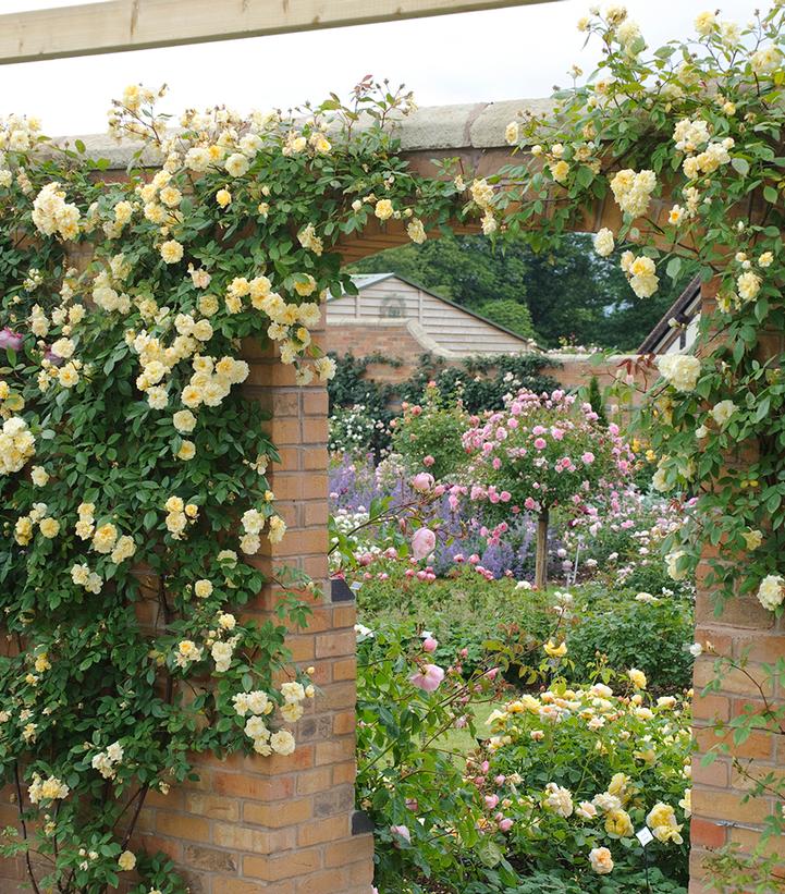 Image Credit: David Austin Roses