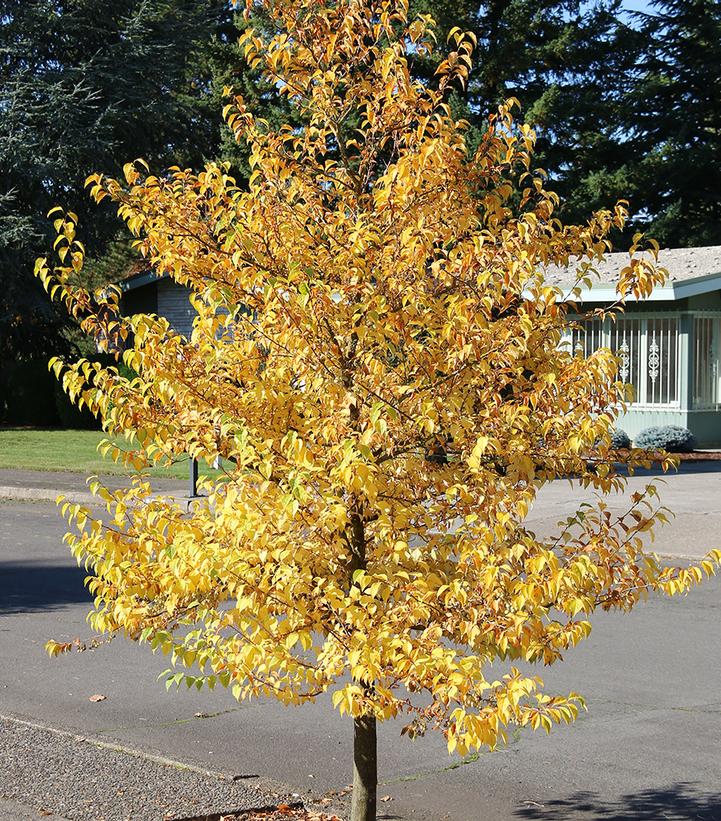 Image Credit: jFrank Schmidt