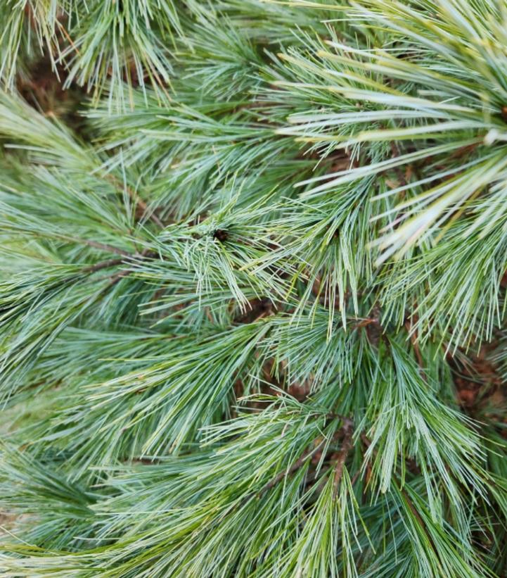 Pinus strobus ''Blue Shag'' - Blue Shag White Pine from Prides Corner Farms