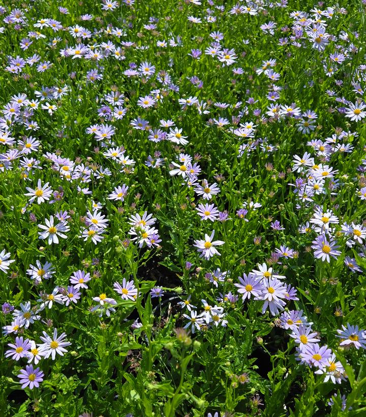 Image Credit: Prides Corner Farms