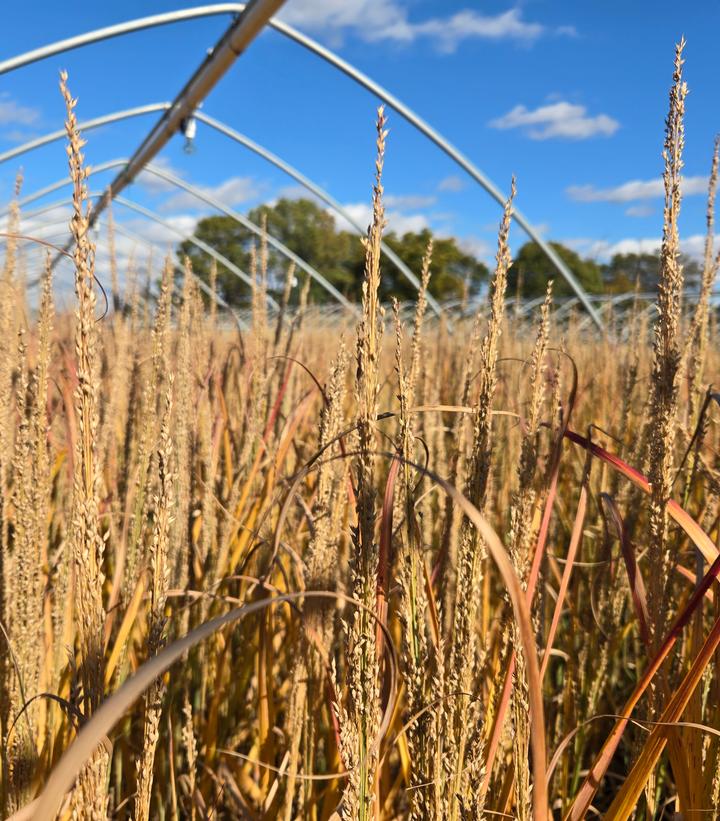 Image Credit: Prides Corner Farms