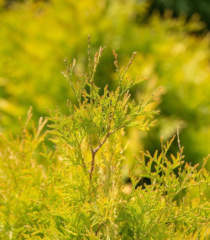 Image Credit: Bailey Nurseries