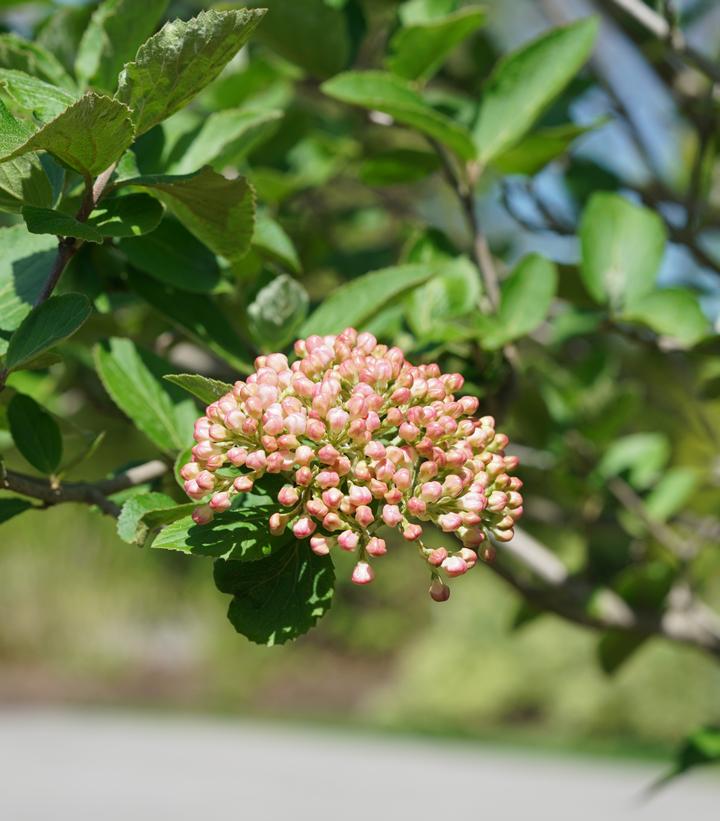 Image Credit: Spring Meadow Nursery