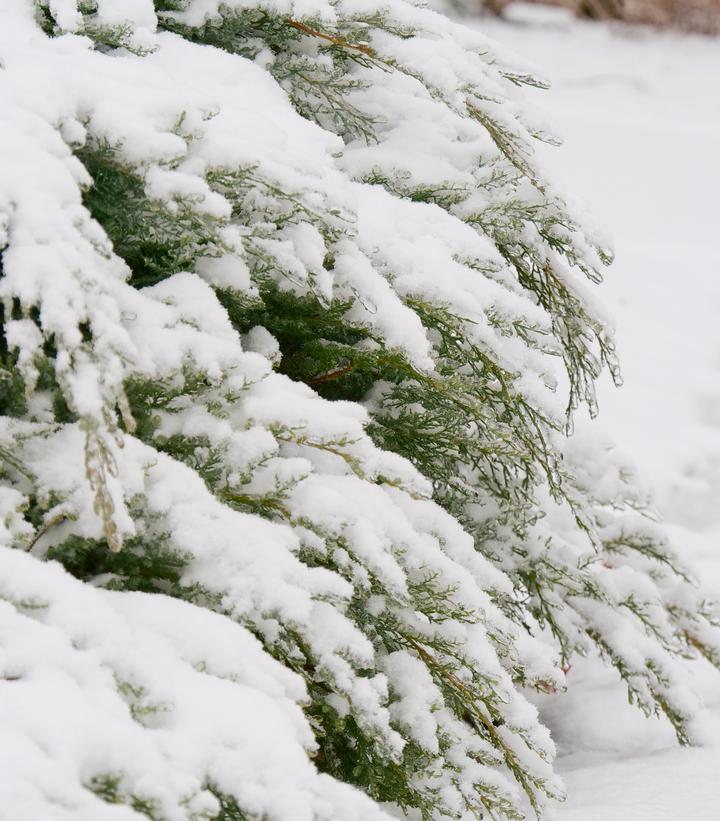 Image Credit: Spring Meadow Nursery