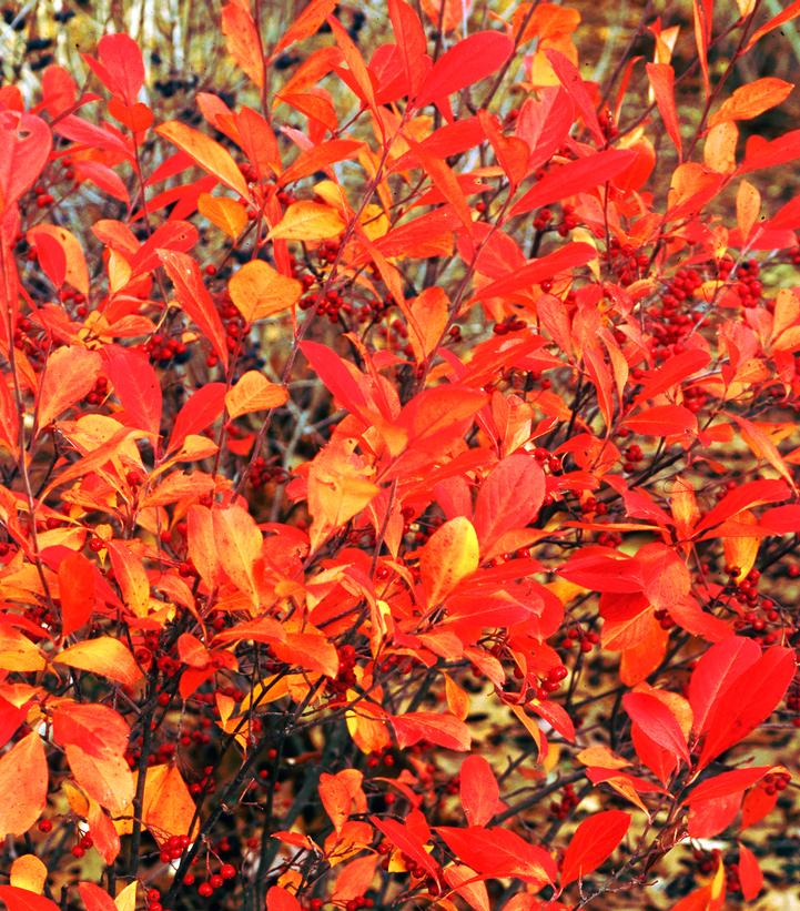 Aronia arbutifolia 'Brilliantissima' - Brilliantissima Red Chokeberry from Prides Corner Farms