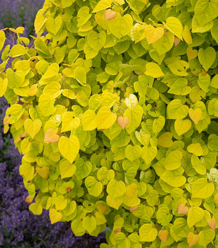 Image Credit: Star Roses and Plants