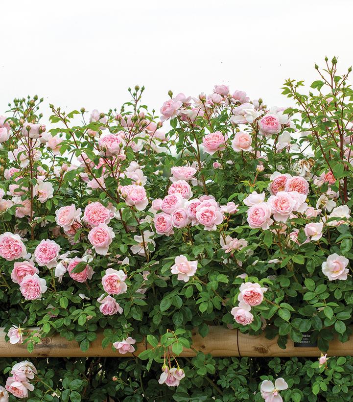 Image Credit: David Austin Roses