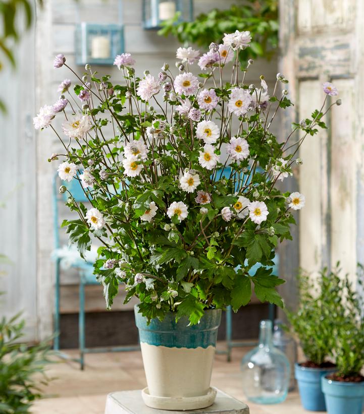 Image Credit: Plants Nouveau