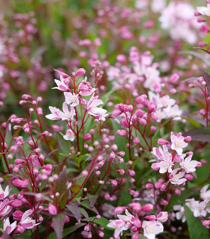Image Credit: Spring Meadow Nursery