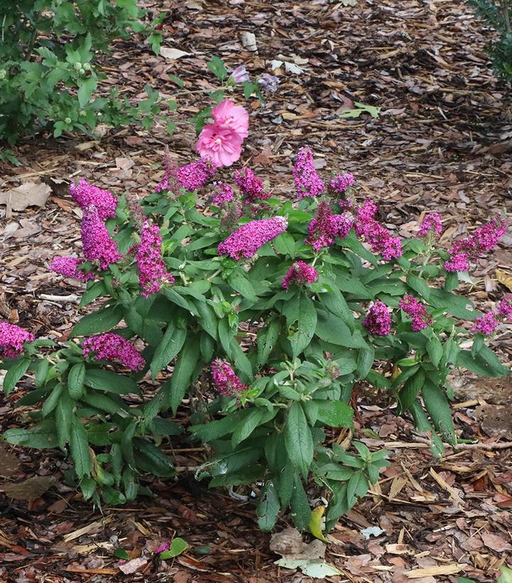 Image Credit: Spring Meadow Nursery