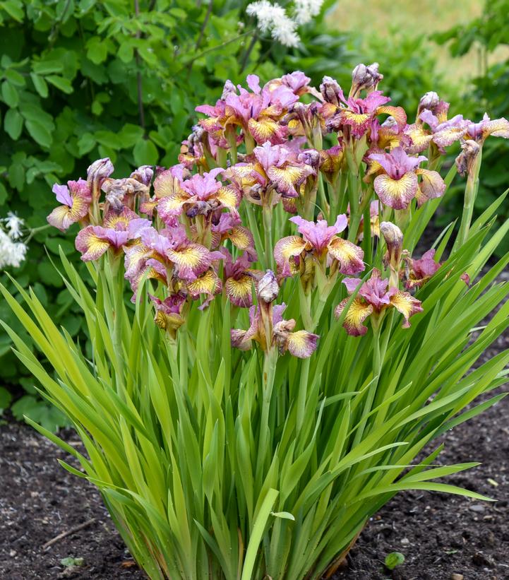 Image Credit: Walters Gardens
