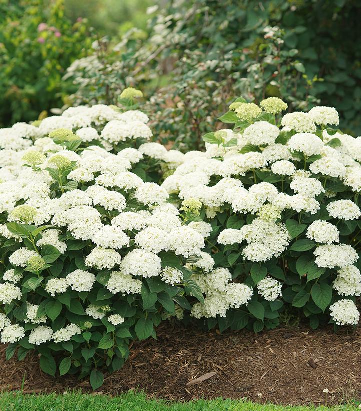Image Credit: Spring Meadow Nursery
