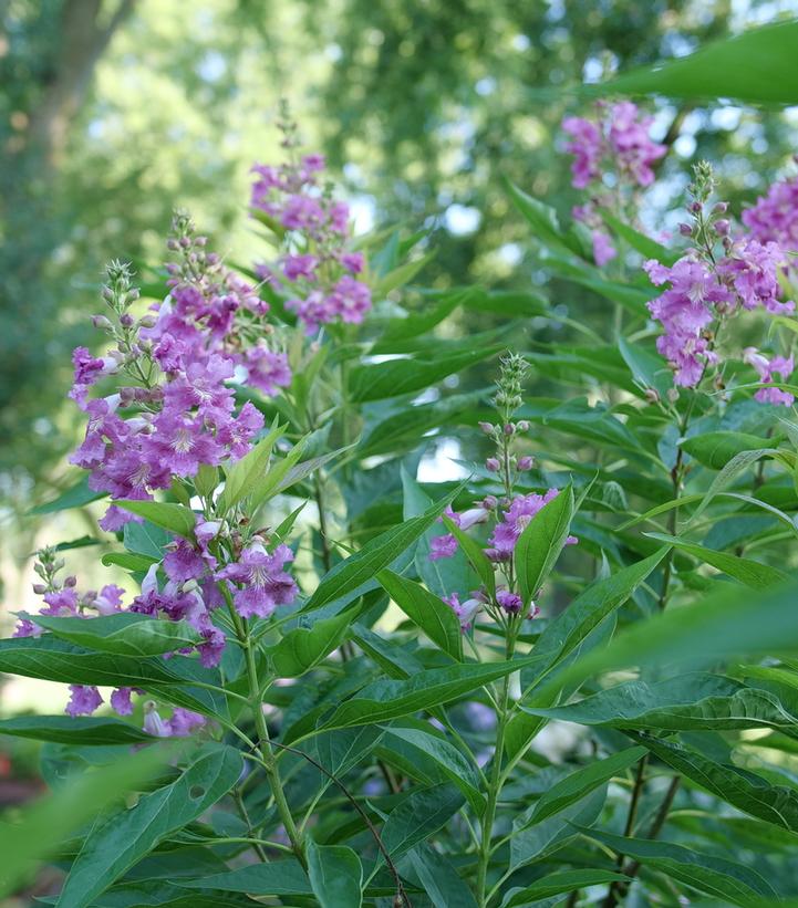 Chitalpa 'El Niño®' - Desert Orchid from Prides Corner Farms