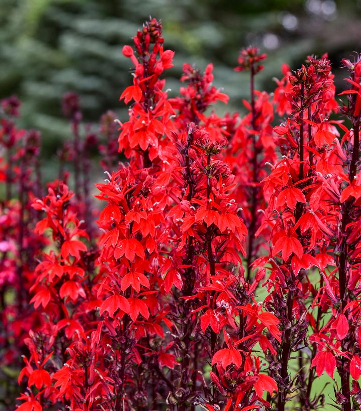Lobelia Flutterjoy™ 'Neon Flame' - Image Credit - Walters Gardens