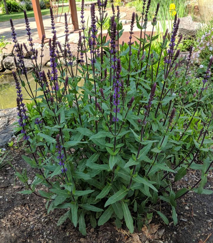 Salvia nemorosa 'Caradonna' Caradonna Meadow Sage from Dietrich Gardens