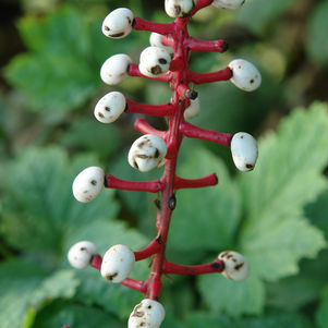 Actaea pachypoda ''Misty Blue'' Misty Blue White Baneberry from ...