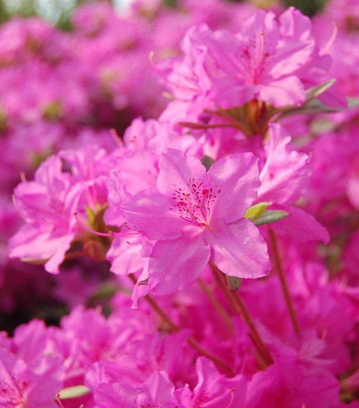 Azalea ''Karen'' Karen Azalea from Dietrich Gardens