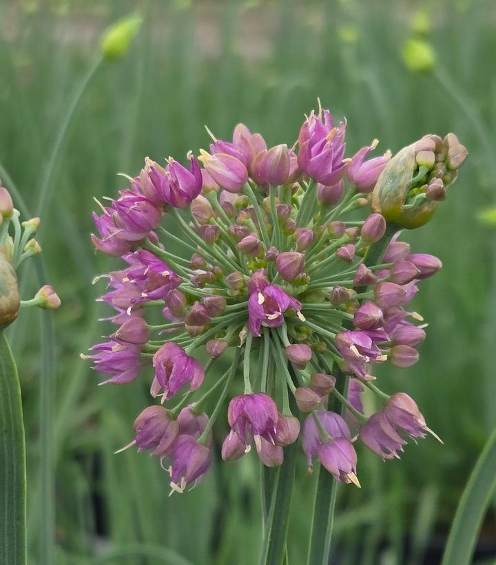 Image Credit: Prides Corner Farms