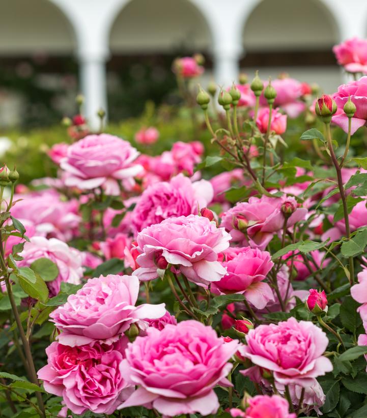 Image Credit: David Austin Roses