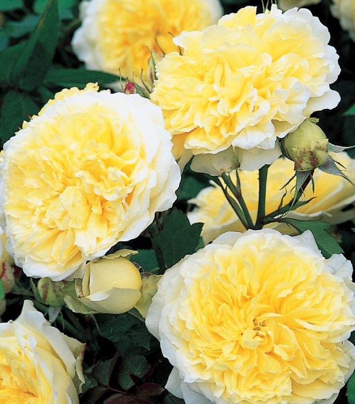 Image Credit: David Austin Roses