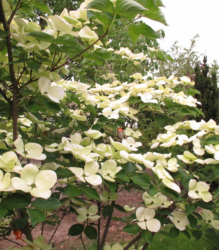 Cornus x 'Venus®' Venus® Dogwood from Dietrich Gardens