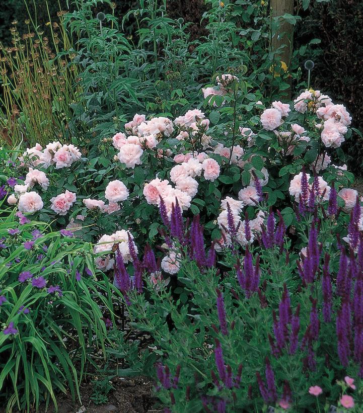 Image Credit: David Austin Roses