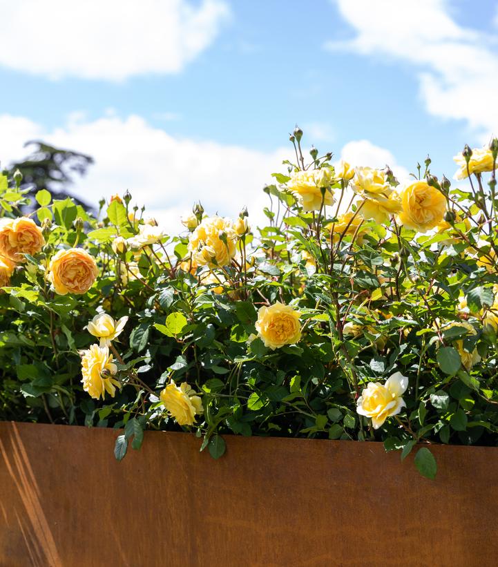 Image Credit: David Austin Roses