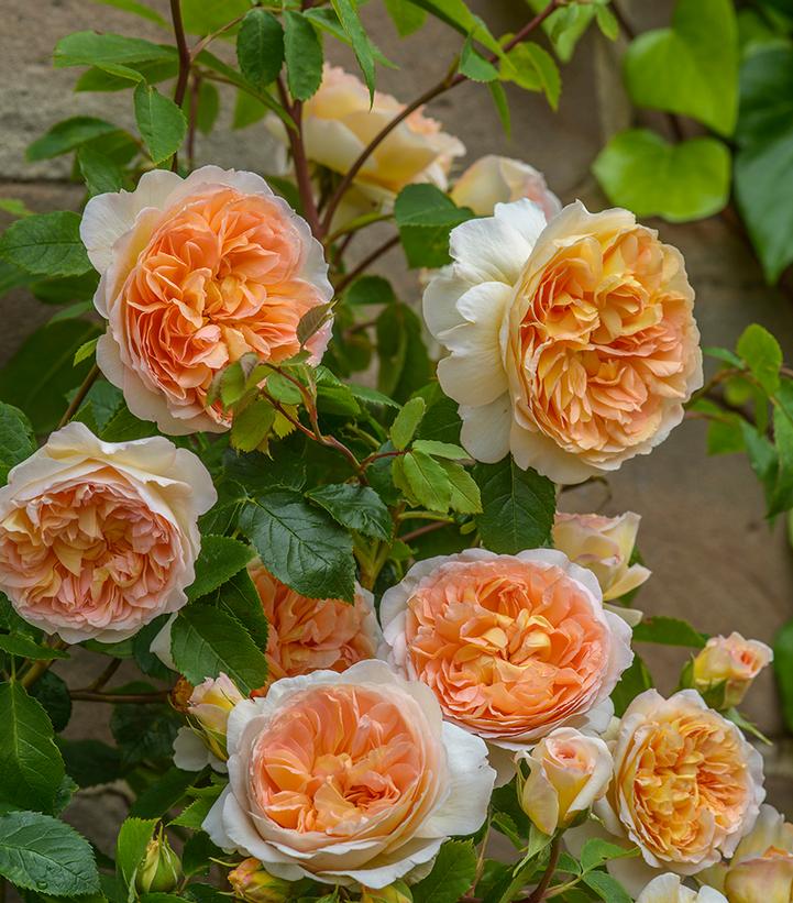 Image Credit: David Austin Roses