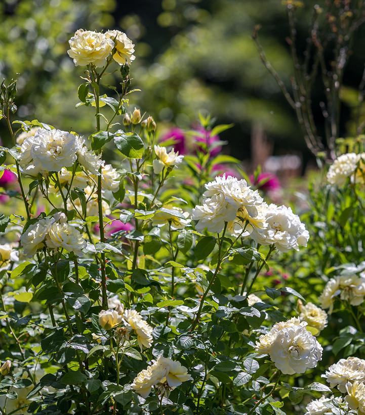 Image Credit: David Austin Roses