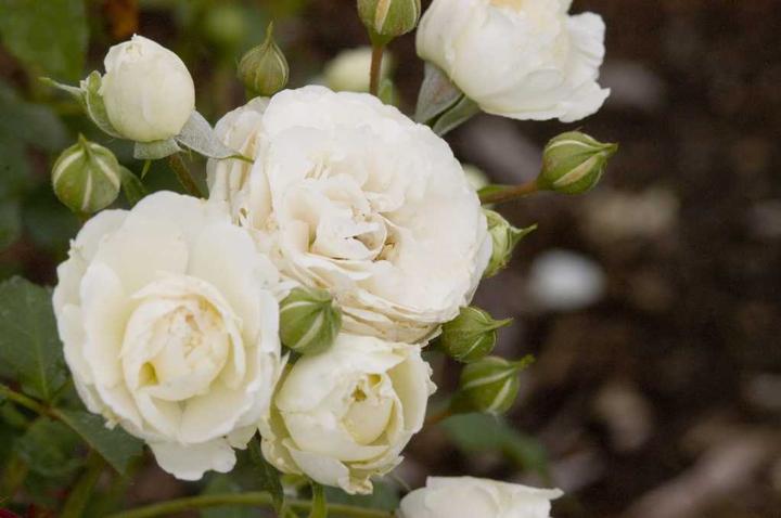 Image Credit: Bailey Nurseries