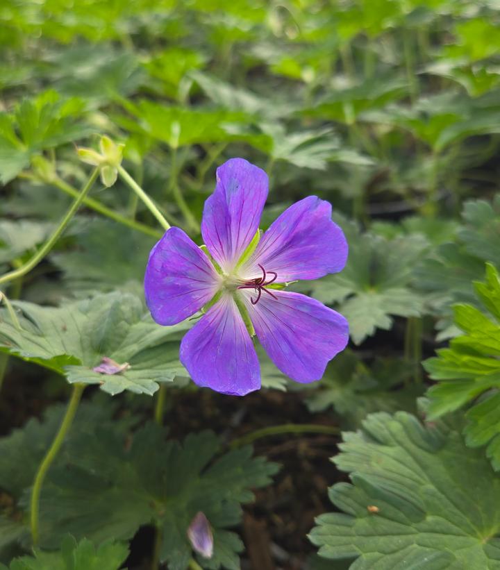 Image Credit: Prides Corner Farms