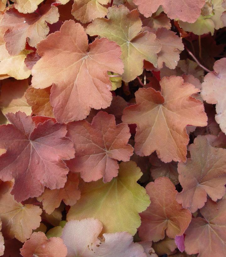 Heuchera villosa 'Caramel' - Caramel Coral Bells from Prides Corner Farms