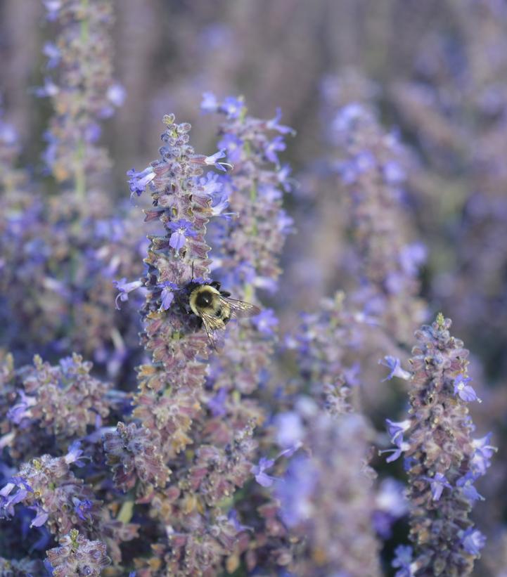 Image Credit: Prides Corner Farms