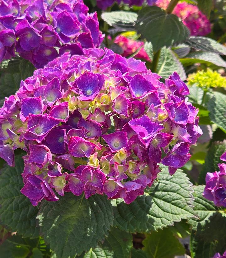 Image Credit: Prides Corner Farms