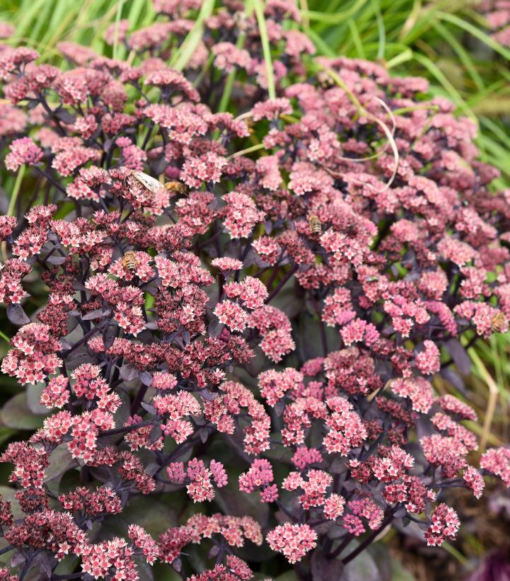 Image Credit: Walters Gardens